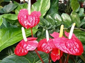 Anthurium 6"