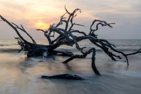 Driftwood Sunrise