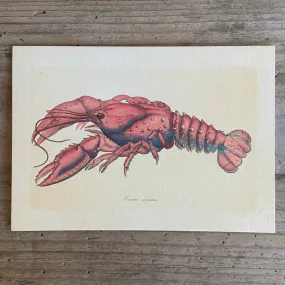 Lobster Greeting Card