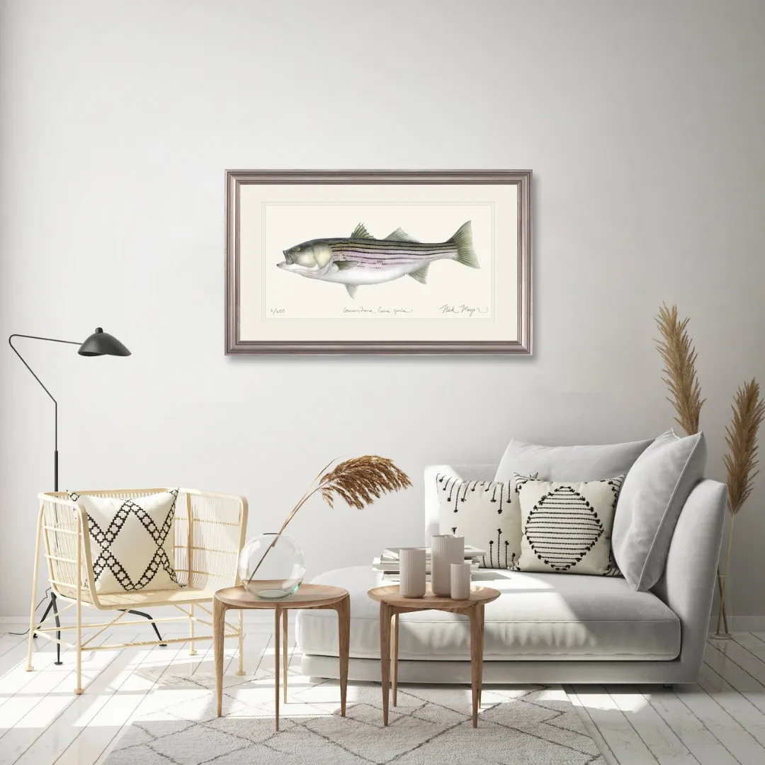 Striped Bass, 30 lbs. Print - Best Seller