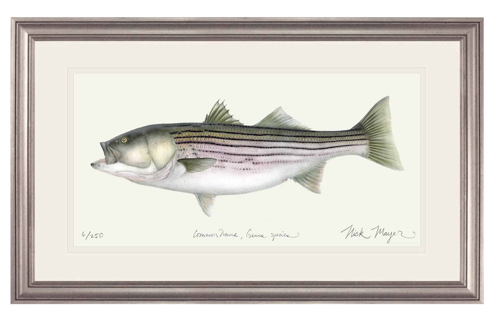 Striped Bass, 30 lbs. Print - Best Seller