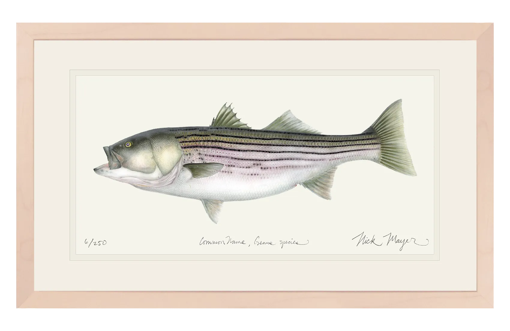 Striped Bass, 30 lbs. Print - Best Seller