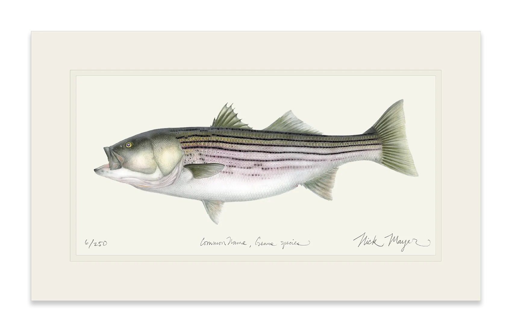 Striped Bass, 30 lbs. Print - Best Seller