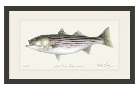 Striped Bass, 30 lbs. Print - Best Seller