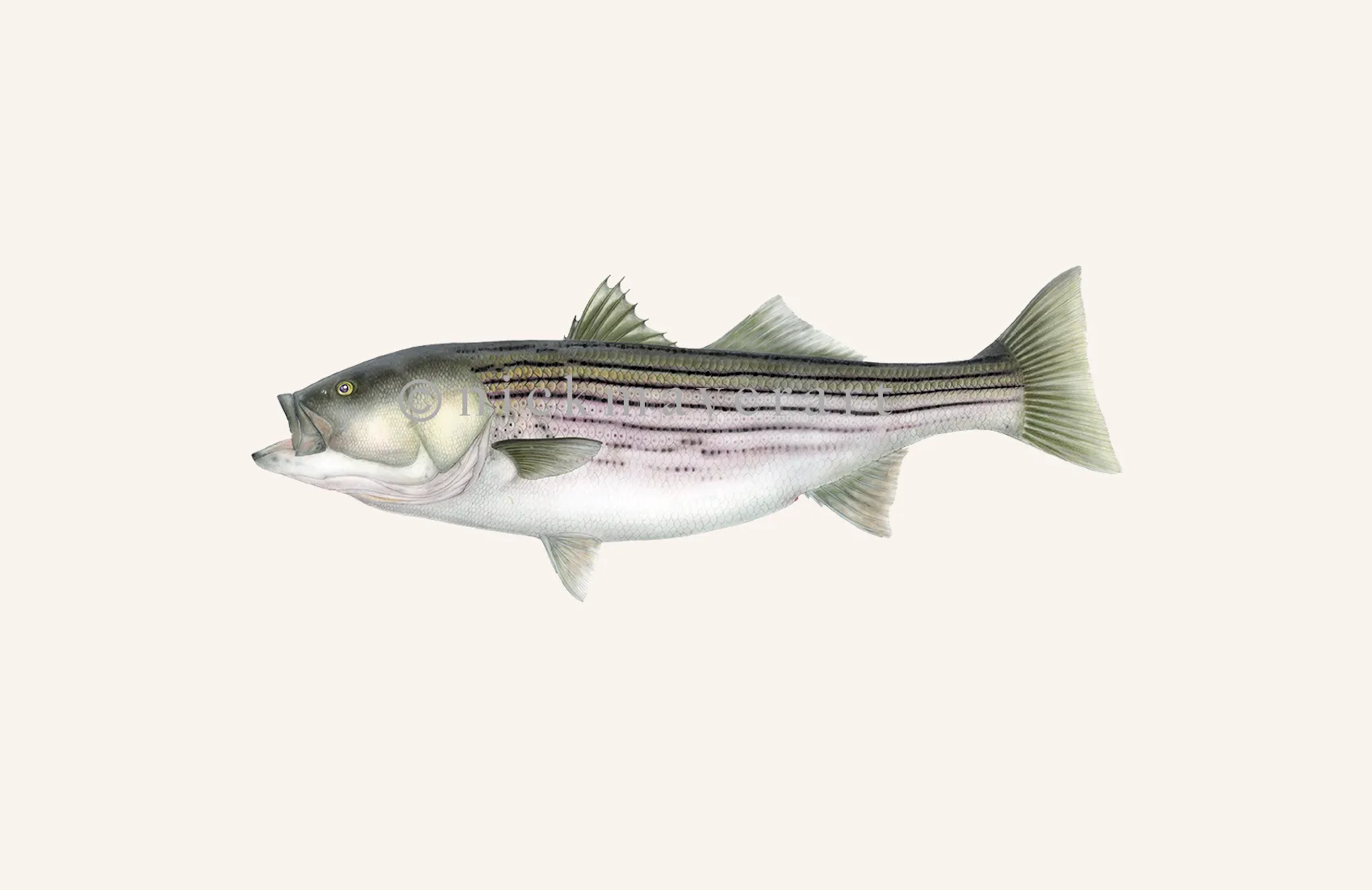 Striped Bass, 30 lbs. Print - Best Seller