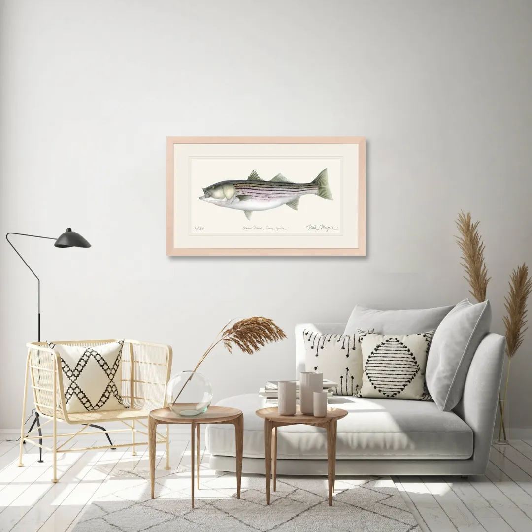 Striped Bass, 30 lbs. Print - Best Seller